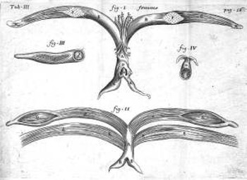 Histoire anatomique des parties génitales de l'homme et de la femme