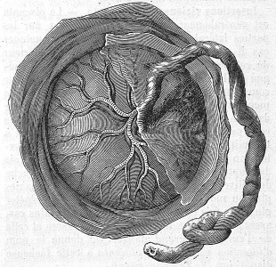 The placenta and its singularities illustrate the advent of a new body policy.